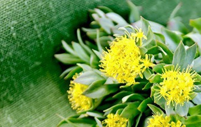 Rozchodnica (Rhodiola Rosea)