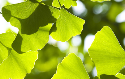 Ginkgo (Ginkgo biloba)