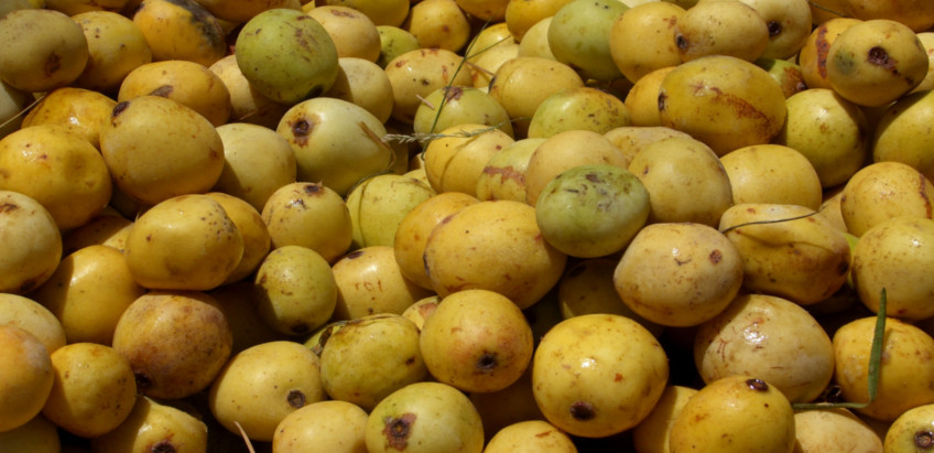 Marula (Sclerocarya birrea)