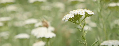 Rebríček (Achillea millefolium)