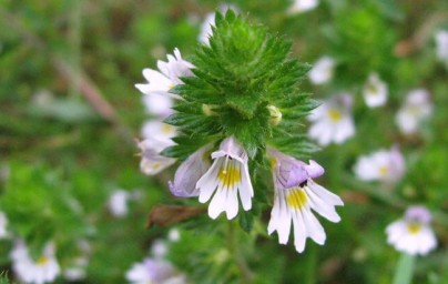 Svetlík (Euphrasia stricta)