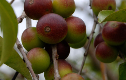 Camu-camu (Myrciaria dubia) Camu-camu (Myrciaria dubia)