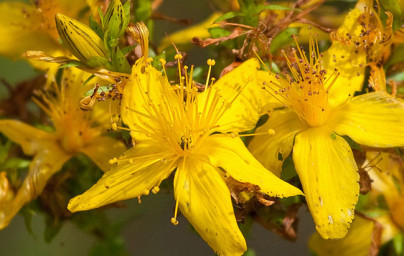 Ľubovník bodkovaný (Hypericum perforatum) 2.diel