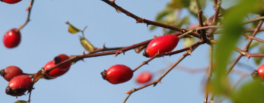 Šípka (Rosa canina)