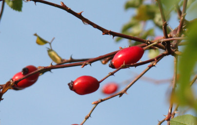 Šípka (Rosa canina)