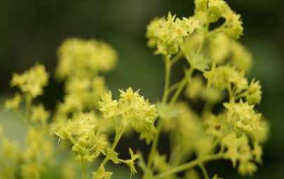 Alchemilka (Alchemilla vulgaris) Alchemilka (Alchemilla vulgaris)